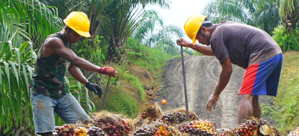 パーム油を収穫している作業員がトラックの荷台で果実を取り扱う様子