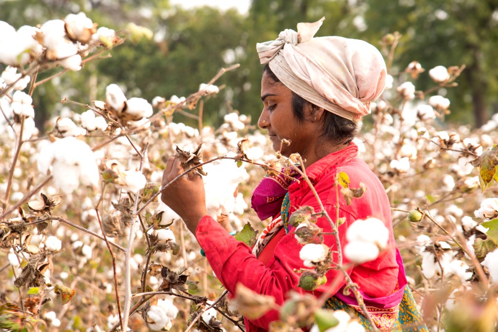 Better Cotton Independent Assessment and 3rd Party Verifier (3PV) services by TÜV Rheinland