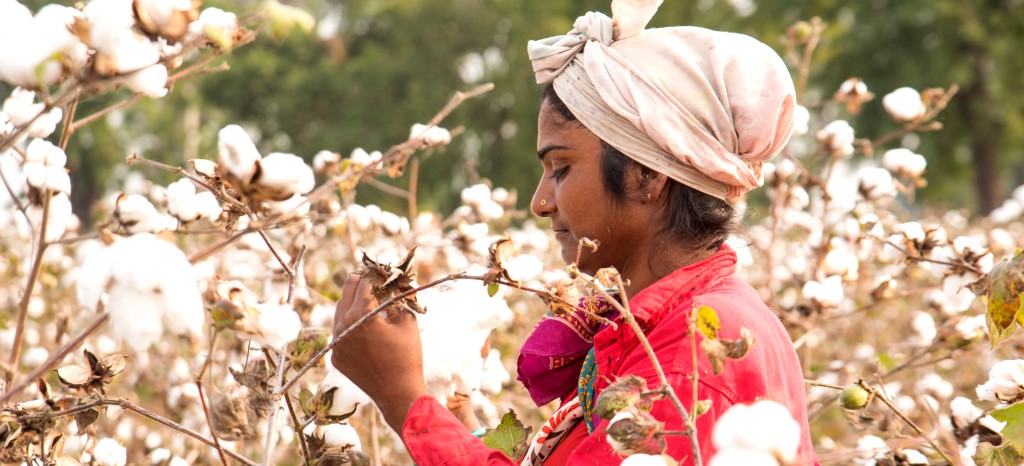 Better Cotton Independent Assessment and 3rd Party Verifier (3PV) services by TÜV Rheinland